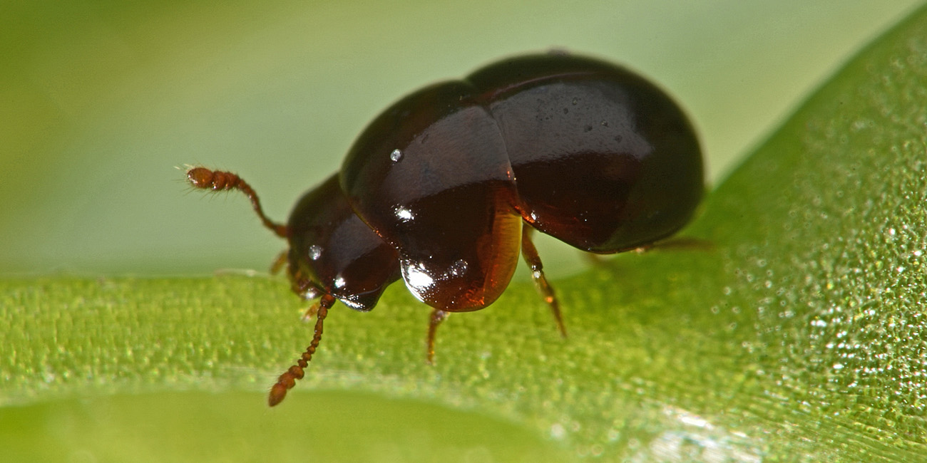 Leiodidae: femmina di Agathidium dentatum